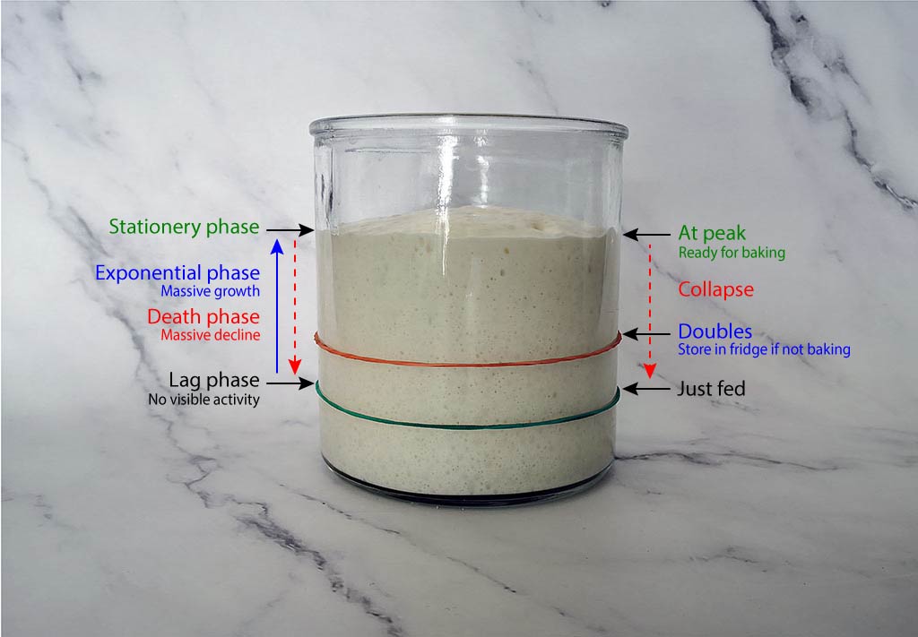 Feeding and Maintaining a Starter